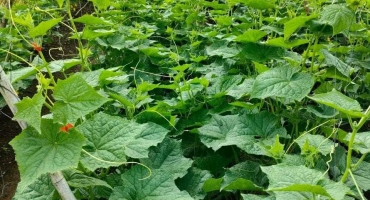 VTNN BMT – Địa Chỉ Cung Cấp Vật Tư Nông Nghiệp Uy Tín Tại Buôn Ma Thuột