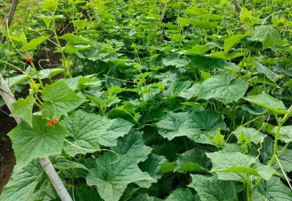 VTNN BMT – Địa Chỉ Cung Cấp Vật Tư Nông Nghiệp Uy Tín Tại Buôn Ma Thuột