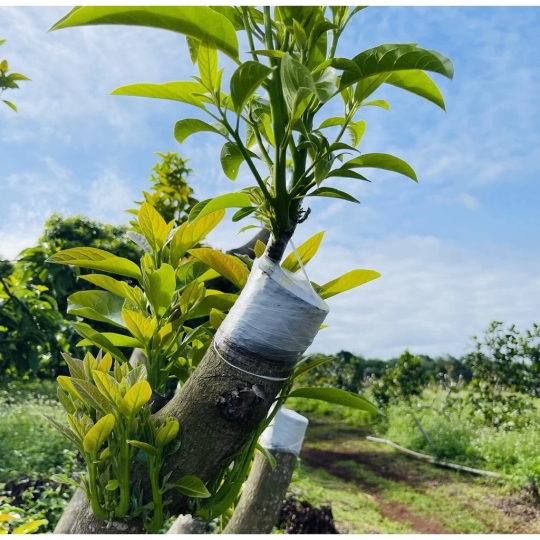 Giấy ghép cây tự hủy 5cm