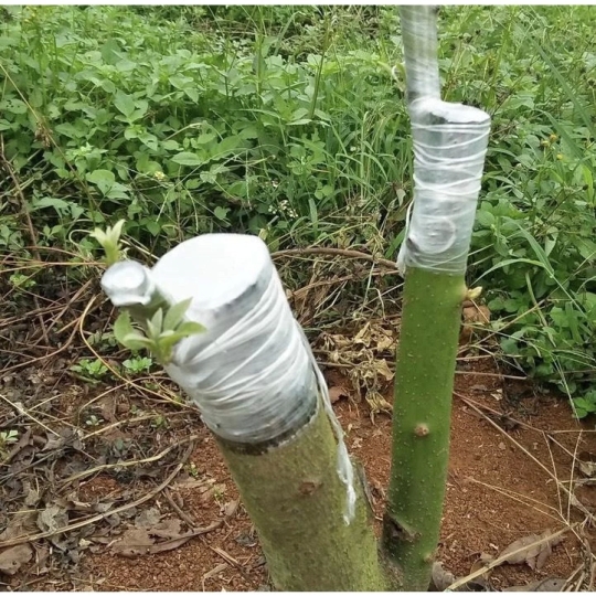 Giấy ghép cây tự hủy 10cm