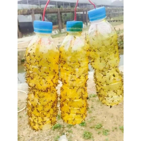 CHAI BẪY CÔN TRÙNG – BẪY RUỒI VÀNG