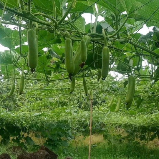 DÂY NHỰA ĐẶC PET KHÔNG LÕI 3.5MM