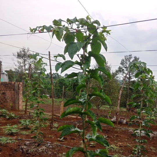 DÂY NHỰA ĐẶC PET KHÔNG LÕI 2.5MM